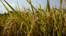 小麦稻穗稻谷稻子丰收