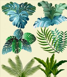树木绿色热带植物