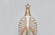 人体模型人体胸腔骨骼模型