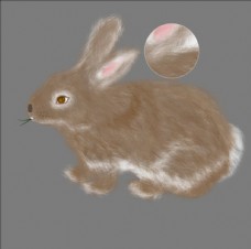 野兔插画