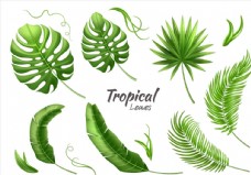 绿色热带植物树叶矢量素材