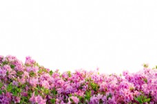 边框背景粉紫色花海背景边框合成效果素材