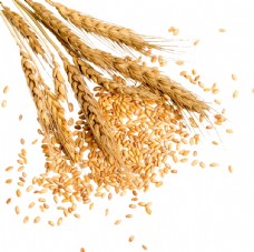 麦穗稻穗小麦稻谷合成海报素材