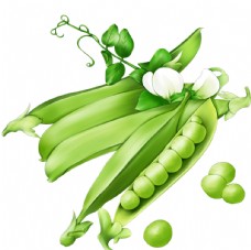 豆角豆荚绿色植物插画装饰素材