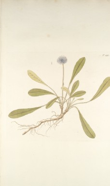 精美绘画草本植物图谱