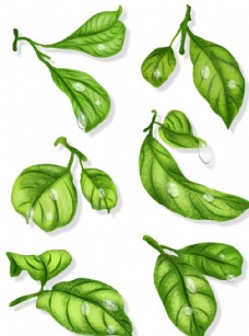 小清新手绘滴水植物叶子元素