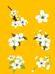 白色花春天白色梨花盛开