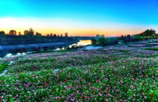 花草夕阳下河边池塘草坪花海意境摄影