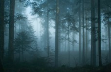树木薄雾森林