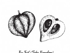 卡通菠萝白描水果