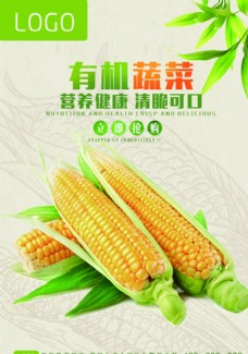上新有机蔬菜玉米海报