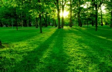 阳光下绿树成荫