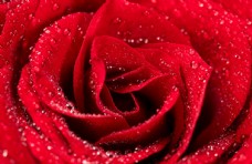 鲜红玫瑰花朵特写