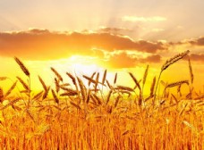 小麦阳光下的麦田