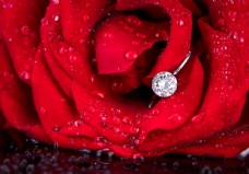 爱上玫瑰花上的钻石戒指