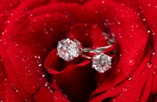 爱上玫瑰花上的钻石戒指