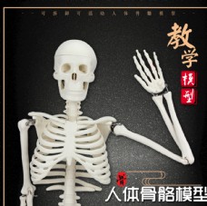 人体模型人体骨骼模型