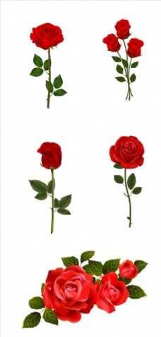 红色花朵红色玫瑰花PNG