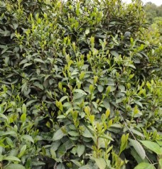 发芽茶树