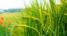 小麦高清特写绿色麦子