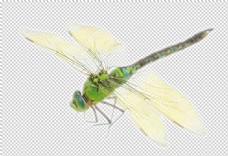 设计素材蜻蜓PNG素材设计其他