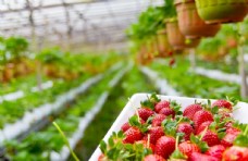 健康饮食草莓园