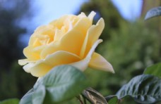黄色玫瑰