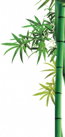 端午节装饰竹子