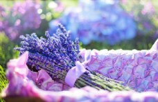 紫色花朵薰衣草