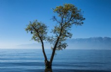 洱海孤独的树