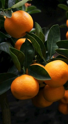 橘子柑橘甘果静物水果