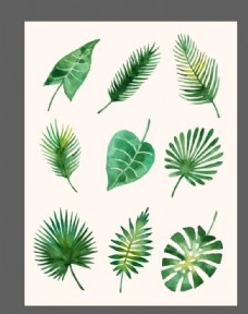 绿树热带树叶