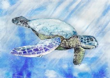 装饰品水彩海龟油画