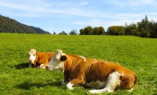 蓝天白云草地奶牛肉牛牲畜养殖