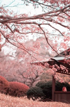 唯美背景樱花日式唯美粉色清新背景素材