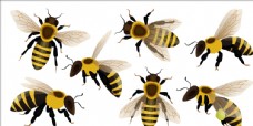 其他生物蜜蜂