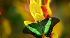 动物世界昆虫——蝴蝶