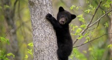 其他生物宠物动物合集小黑熊