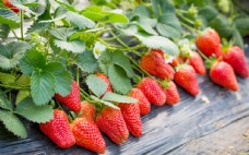 健康饮食草莓