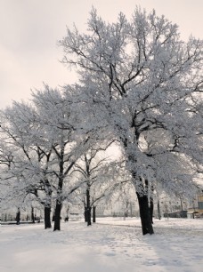 冬天雪景雪季树木冬天文艺背景素材