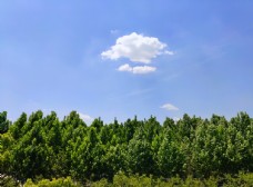 蓝天白云绿树
