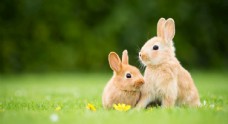 其他生物宠物动物合集兔子壁纸