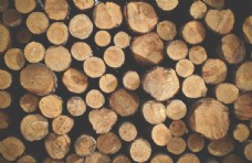 木柴木材树木截面树皮