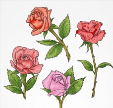 特色彩色单枝玫瑰花矢量素材