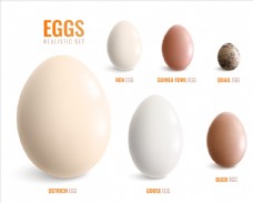其他生物鸡蛋