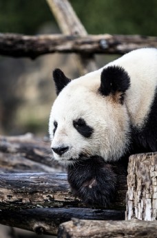 其他生物熊猫
