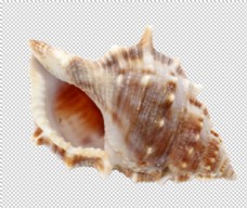 贝壳海洋海螺壳海洋背景水产贝