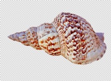 贝壳海洋海螺壳海洋背景水产贝