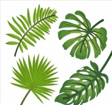 绿色叶子4款逼真绿色热带植物叶子矢量图