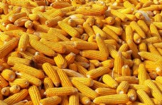 其他生物玉米